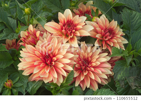 Closeup of blooming Dahlia plant 110655512