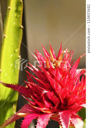 Aechmea striped coral bromeliad ornamental plant Aechmea striped coral bromeliad ornamental plant 110655682