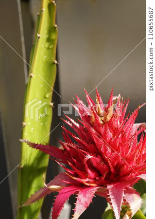 Aechmea 條紋珊瑚鳳梨科觀賞植物 110655687
