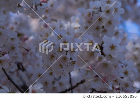Blue sky and cherry blossoms Blue sky and cherry blossoms 110655856