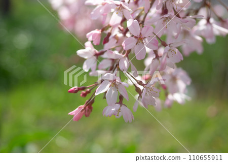 在綠色背景上的櫻花 在綠色背景上的櫻花 110655911