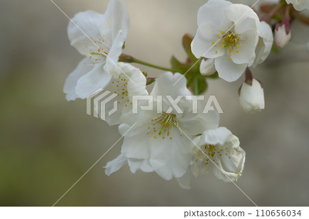 Beautifully blooming cherry blossoms Beautifully blooming cherry blossoms 110656034