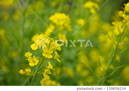 綠色背景上的油菜花 110656234