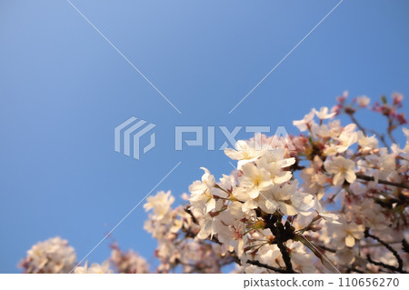 盛開美麗的櫻花 110656270