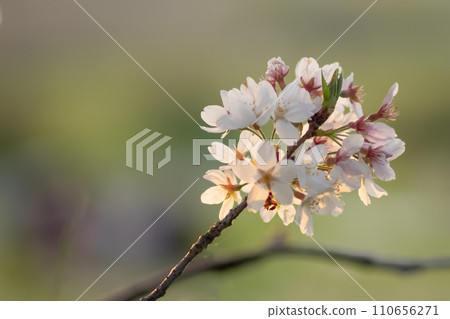 盛開美麗的櫻花 110656271