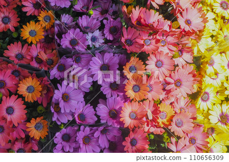 七彩花朵 110656309