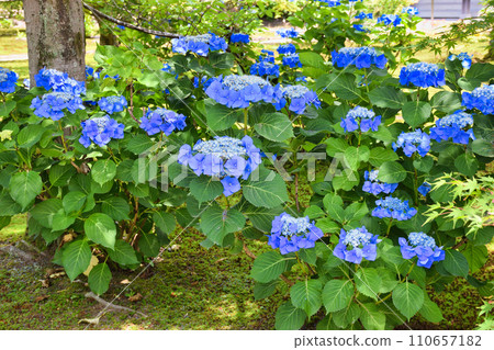 京都觀修寺的繡球花（京都市山科區） 110657182