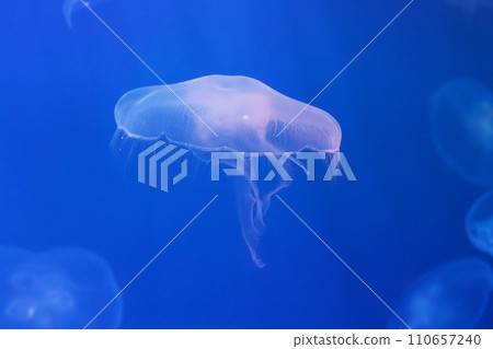 round white jellyfish in water on blue background 110657240