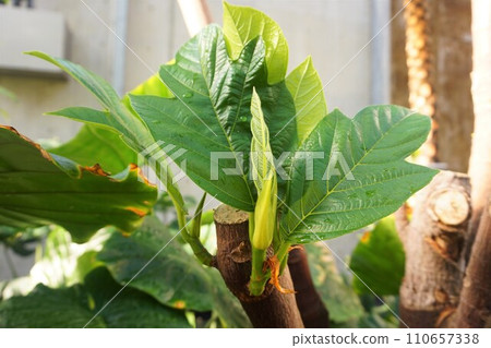 breadfruit bread tree 110657338