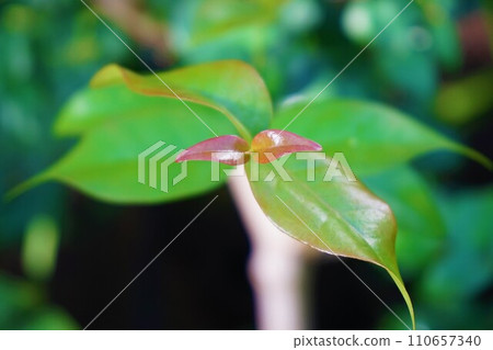 Pitanga 南瓜 Adeku 立花 Adeku 110657340