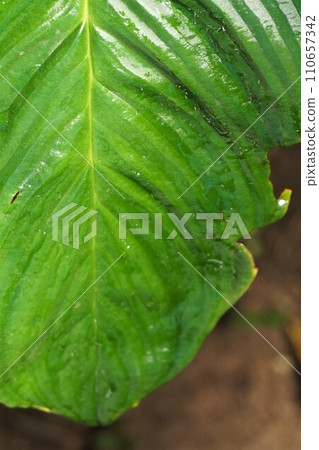 Takka Chantelier leaf 110657342