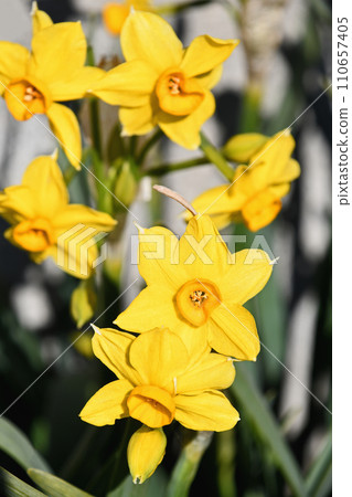 Kizuysen (Yellow Daffodils) 110657405