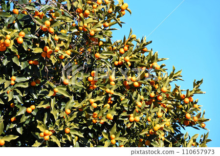 Kumquats shine brightly against the clear blue winter sky 110657973