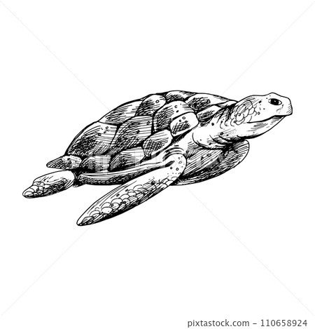 Underwater world clipart with turtle. Graphic illustration hand drawn in black ink. Isolated object EPS vector. Underwater world clipart with turtle. Graphic illustration hand drawn in black ink. Isolated object EPS vector. 110658924