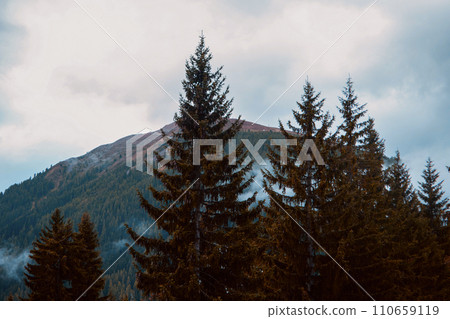 Whispers of the Wild: Alpine Majesty Amidst the Evergreens Whispers of the Wild: Alpine Majesty Amidst the Evergreens 110659119