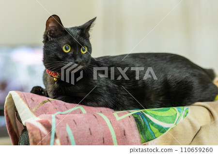 A cat staring at you 110659260