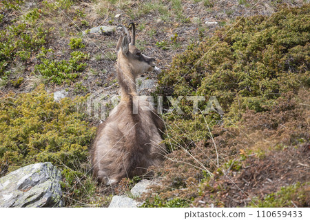 Chamois (Rupicapra rupicapra) at Gspon in Switzerland 110659433