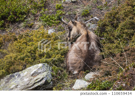 Chamois (Rupicapra rupicapra) at Gspon in Switzerland Chamois (Rupicapra rupicapra) at Gspon in Switzerland 110659434