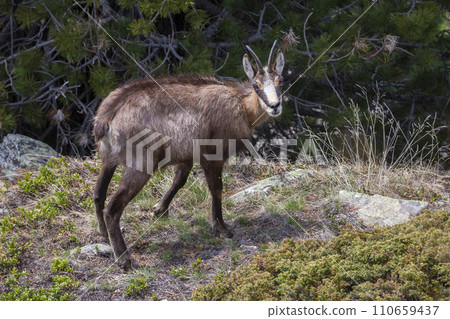 Chamois (Rupicapra rupicapra) at Gspon in Switzerland Chamois (Rupicapra rupicapra) at Gspon in Switzerland 110659437