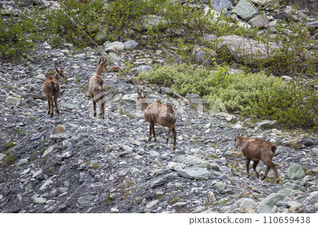 Herd of chamois (Rupicapra rupicapra) in Zinal in Switzerland Herd of chamois (Rupicapra rupicapra) in Zinal in Switzerland 110659438