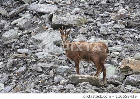 Chamois (Rupicapra rupicapra) in Zinal in  Switzerland 110659439