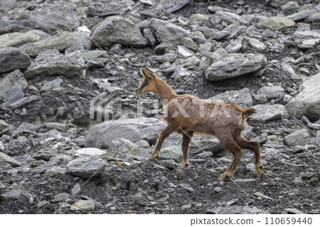 Chamois (Rupicapra rupicapra) in Zinal in  Switzerland 110659440