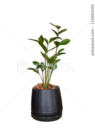Small plant in black pot isolated on white background with clipping path. 110660268