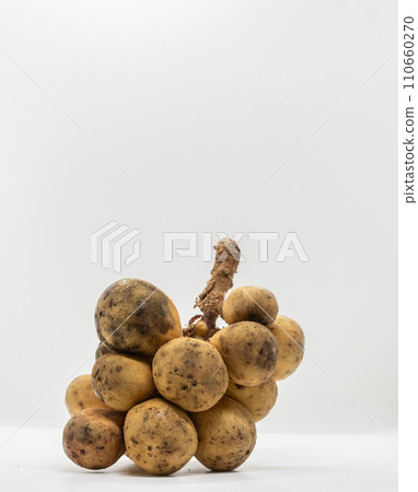 Wollongong fruit on white background with copy space for text. Langsat fruit Wollongong fruit on white background with copy space for text. Langsat fruit 110660270