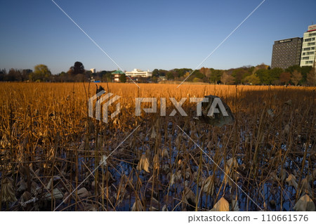 不忍池冬景 110661576