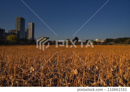 不忍池冬景 不忍池冬景 110661581