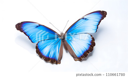 Morpho butterfly 110661780