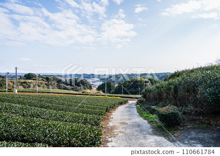 靜岡縣掛川市青田山城遺址周圍的茶園風景 靜岡縣掛川市青田山城遺址周圍的茶園風景 110661784