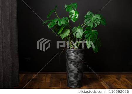 Monstera deliciosa or Swiss Cheese Plant in a gray flower pot on a wood floor, home gardening and connecting with nature 110662056