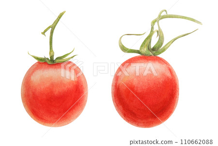 Fresh ripe cherry tomatoes on branch. Hand drawn watercolor illustration of red organic vegetable, close-up, vegetarian food, natural ingredient, package design element. Realistic botanical painting 110662088