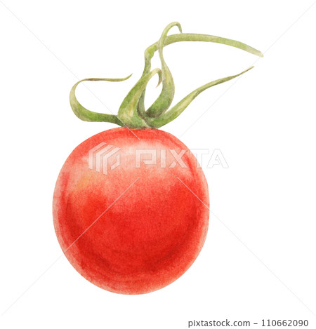 Fresh ripe cherry tomatoes on branch. Hand drawn watercolor illustration of red organic vegetable, close-up, vegetarian food, natural ingredient, package design element. Realistic botanical painting 110662090