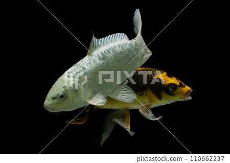 Japanese Koi Carp (Cyprinus carpio) isolated on black background Japanese Koi Carp (Cyprinus carpio) isolated on black background 110662237