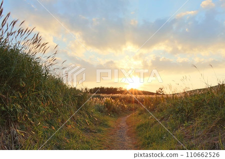 Sunset over a grassland with a promenade sparkling with pampas grass (Akiyoshidai) Sunset over a grassland with a promenade sparkling with pampas grass (Akiyoshidai) 110662526