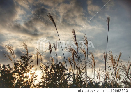 紫芒草的光影奔向天空 110662530