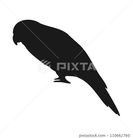 Vector hand drawn lory parrot silhouette Vector hand drawn lory parrot silhouette 110662760