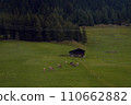Pastoral Harmony: Cows Grazing in a Lush Meadow with a Traditional Barn 110662882