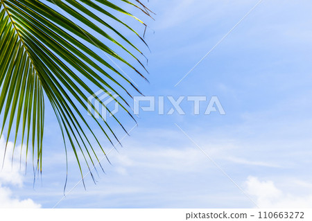 Coconut palm tree leaf is under blue cloudy sky, natural tropic background photo Coconut palm tree leaf is under blue cloudy sky, natural tropic background photo 110663272