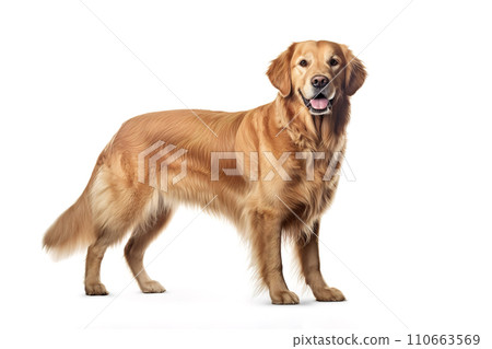 Image of a golden retriever on white background. Mammals. Pet. Animals. 110663569