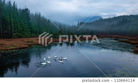 Lake with herd of White Swans. Cloudy Sunrise. Lake with herd of White Swans. Cloudy Sunrise. 110664114