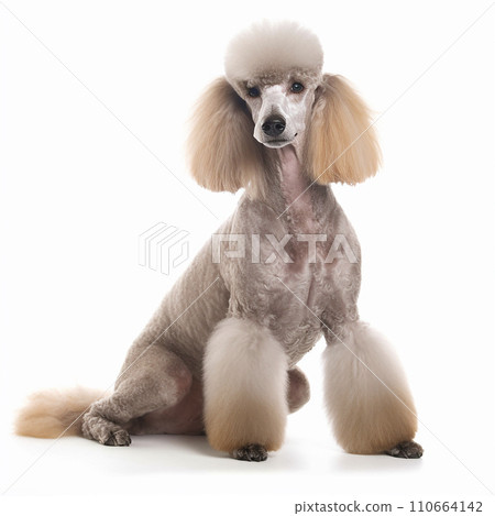Royal poodle dog close up portrait isolated on white background. Cute pet, loyal friend, good companion Royal poodle dog close up portrait isolated on white background. Cute pet, loyal friend, good companion 110664142