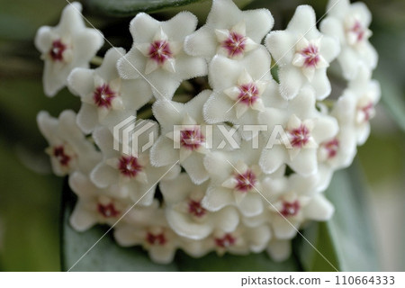 Cherry blossom flower 110664333