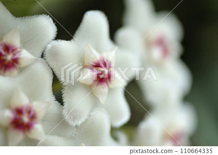 Cherry blossom flower 110664335