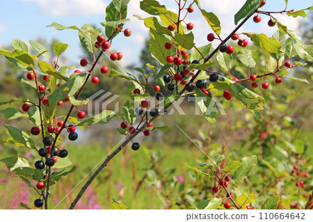 Branches of Frangula alnus with black and red berries 110664642