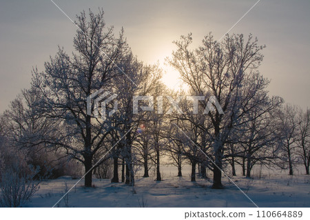 The trees, covered with fresh fluffy snow, are symmetrically arranged in the background light. The sun is shining through the trees. 110664889