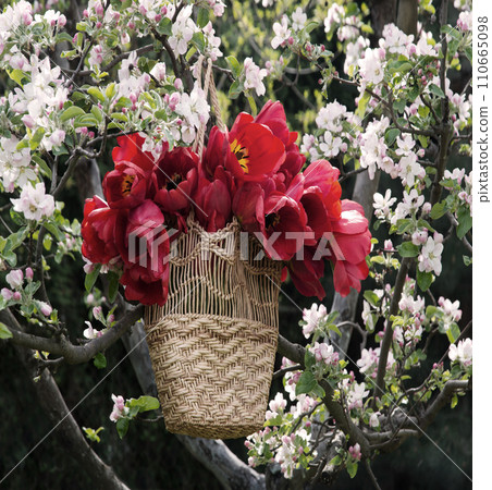 A basket of tulips hangs on a tree A basket of tulips hangs on a tree 110665098