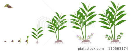 Cycle of growth of true cardamom elettaria cardamomum plant on a white. 110665174